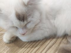-楼上猫咖(罗湖店)