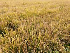 -中国天府农业博览园