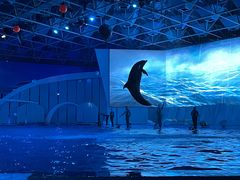 -海合安青岛极地海洋公园