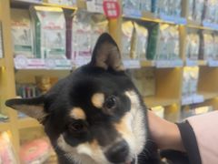 -美联众合动物医院·24h转诊中心
