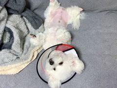 -美联众合动物医院·24h转诊中心