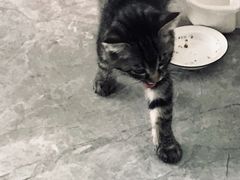 -美联众合宠物医院·爱萌分院·内外科·猫科中心