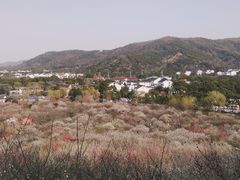-香雪海