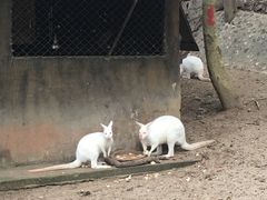 -清迈夜间动物园