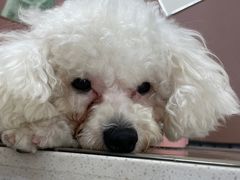 -乖乖宠物医院·猫科·骨科·24小时(云岗分院)