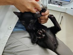 -瑞派动物医院·猫专科·至诚(江南中分院)