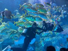 -芜湖新华联大白鲸海洋公园