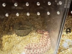 -酷以爬仙阁实体爬宠店·守宫·蜥蜴·专业繁育