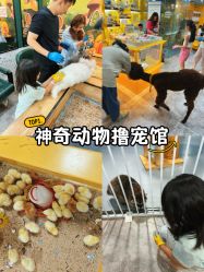 -神奇动物撸宠馆·羊驼·小浣熊·异宠(豫园店)