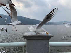 -海埂大坝
