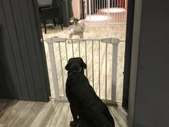 -百好乐宠物友好餐厅(朝外大街店)