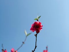 -丹樱生态园