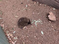 -费瑟代尔野生动物园