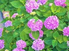 -合肥滨湖国家森林公园