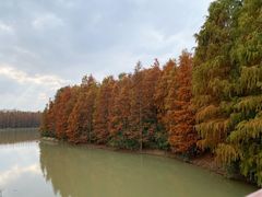 -上海海湾国家森林公园