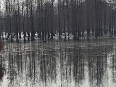 -白鹭湾湿地公园