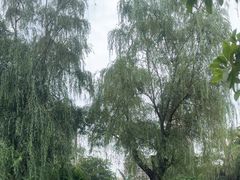 -新虹桥中心花园