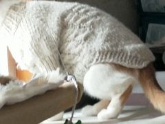 -顺强宠物诊所·狂犬免疫·夜诊·骨科(嘉定店)