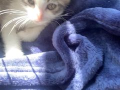 -柚子猫舍·精品猫舍购猫·猫咪认养·购宠·宠物店