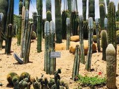 -深圳仙湖植物园