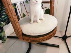 -平行世界·猫咖(首经贸店)