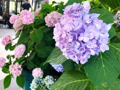 -京北渔家傲