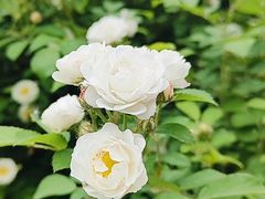 -石家庄市植物园