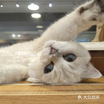 Meow猫不二宠物生活馆位于胜利门茂业已百货4楼