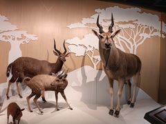 -陕西自然博物馆