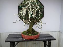 -香雪海