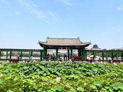 -莲花池公园