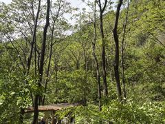 -大岭沟猕猴桃谷风景区