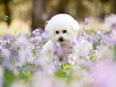 -乐琪宠物(青塔西路店)