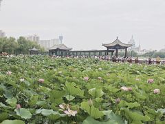 -莲花池公园