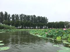 -白洋淀景区