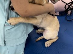 -瑞鹏宠物医院犬猫全科(真大分院)