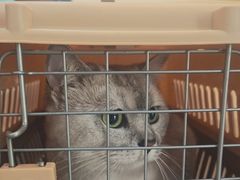 -美联众合宠物医院·爱萌分院·内外科·猫科中心