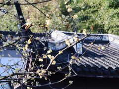 -上海醉白池公园