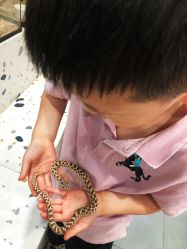-Moni星球萌宠·小马宝莉·灵蛇·高端高阶全萌宠互动体验俱乐部(红豆国际广场店)