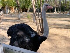 -大连森林动物园