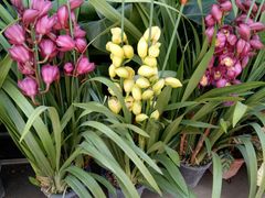 -桂林市花鸟市场