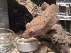 -酷以爬仙阁实体爬宠店·守宫·蜥蜴·专业繁育