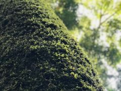 -西双版纳原始森林公园