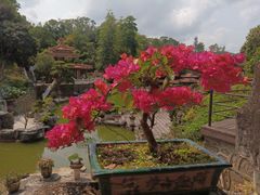 -深圳仙湖植物园