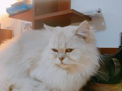 -猫爪屋猫咖(乐汇城店)