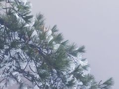 -天柱山风景区