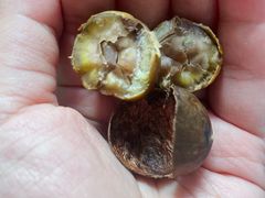 -黑孩油栗皇(南阳路店)