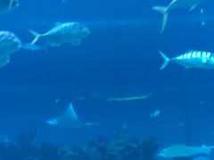 -海棠湾洲际-涛·海底餐厅·美人鱼·自助餐·海底隧道