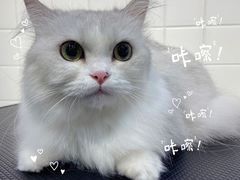 -Oh My Dog宠物沙龙(伊珊娜皮毛护理店)