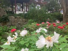 -上海醉白池公园
